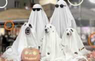 Halloween w Resorcie Komedii