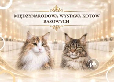 Międzynarodowa Wystawa Kotów Rasowych w Warszawie